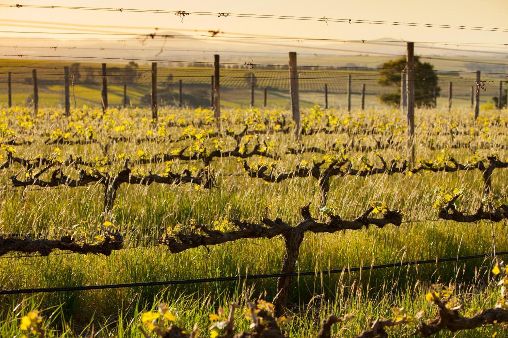 Appartamento Domaine Coutelier Municipalità locale di Municipalità locale di Stellenbosch Esterno foto