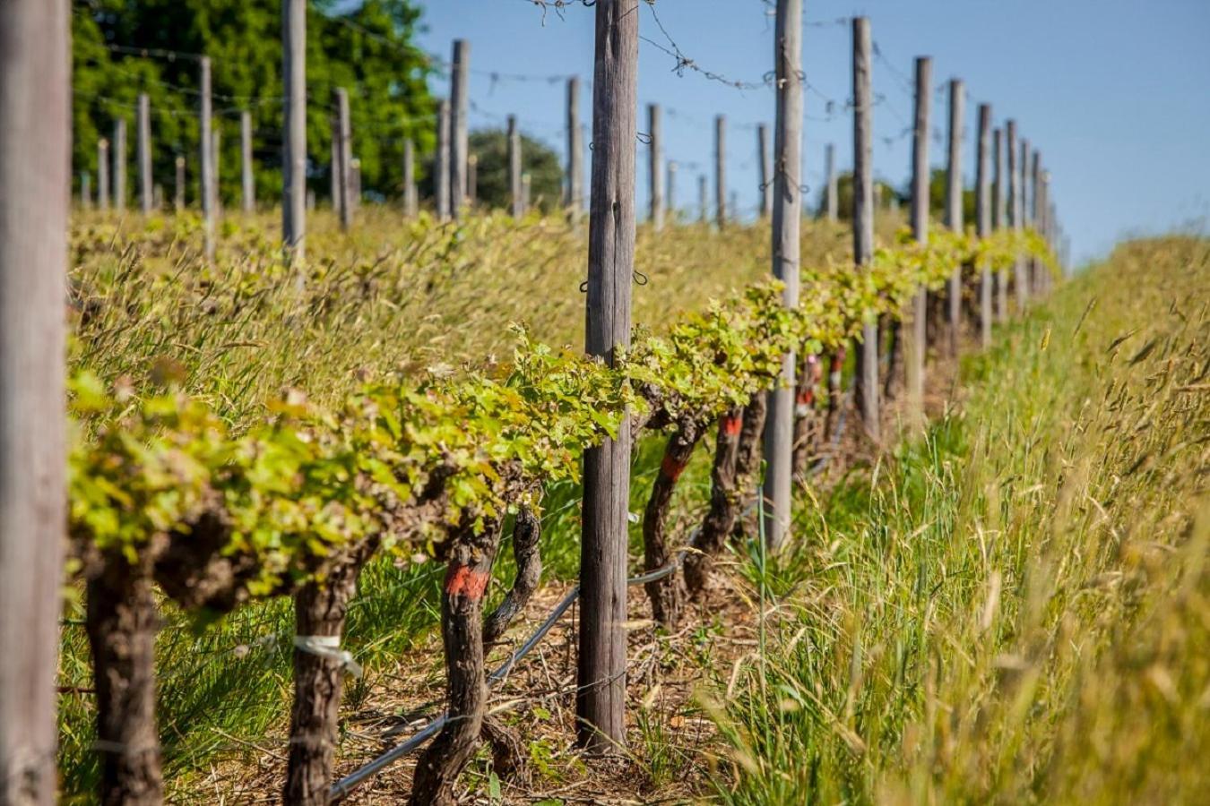 Appartamento Domaine Coutelier Municipalità locale di Municipalità locale di Stellenbosch Esterno foto