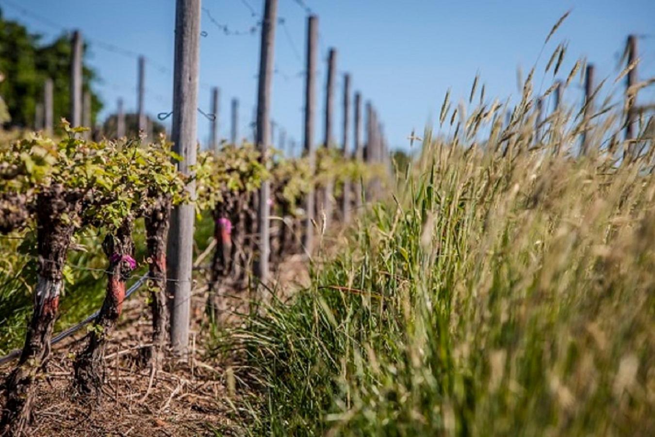 Appartamento Domaine Coutelier Municipalità locale di Municipalità locale di Stellenbosch Esterno foto