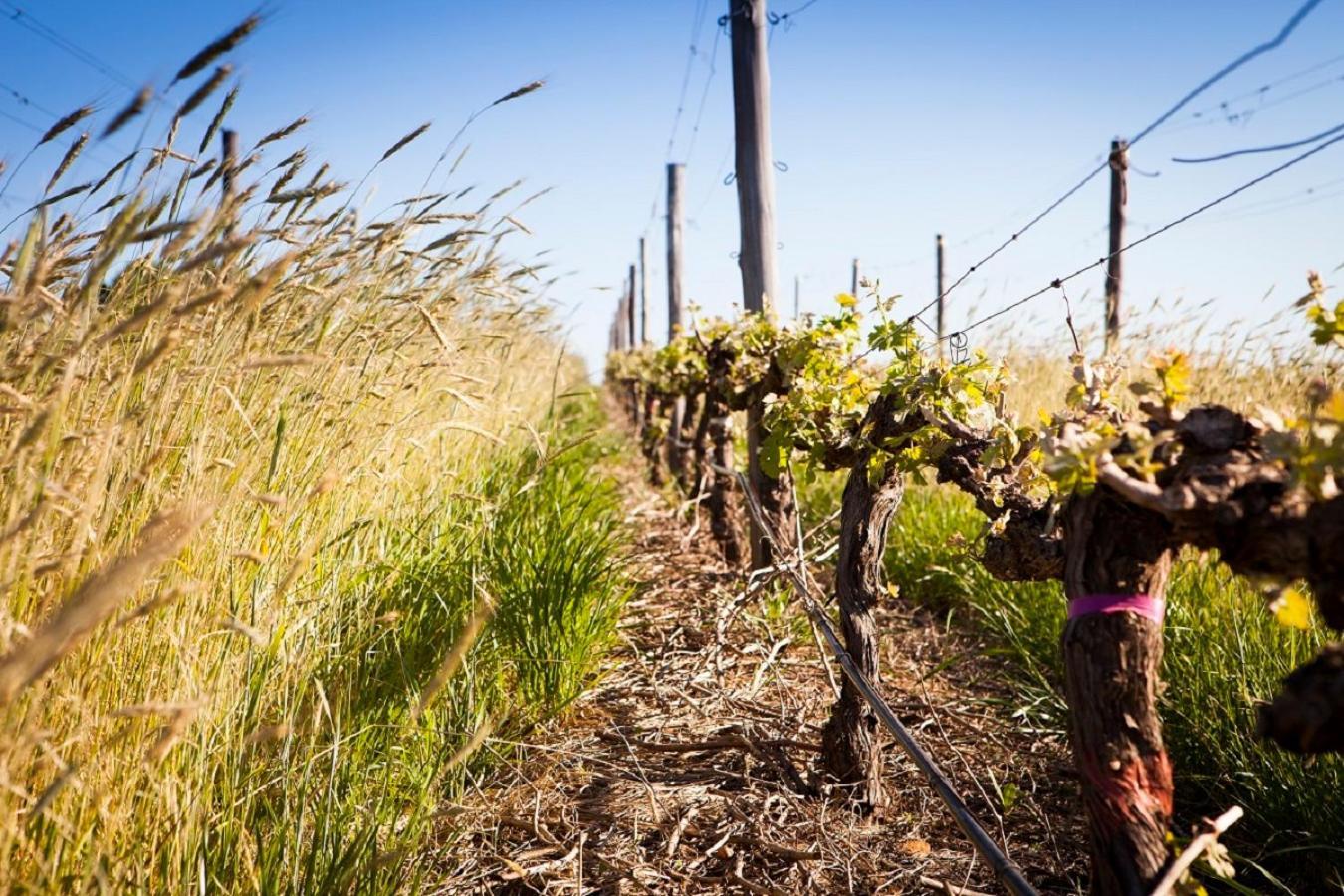 Appartamento Domaine Coutelier Municipalità locale di Municipalità locale di Stellenbosch Esterno foto